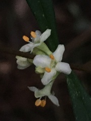 Pimelea axiflora axiflora