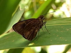 Ancistroides nigrita