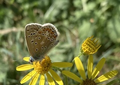 Polyommatus icarus