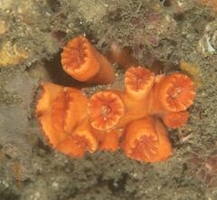 Australopsammia aurea