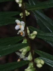 Pimelea axiflora axiflora