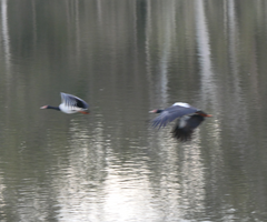 Anseranas semipalmata