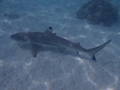 Carcharhinus melanopterus
