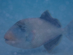 Pseudobalistes flavimarginatus