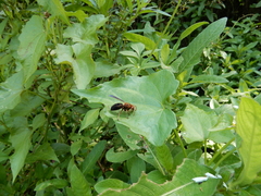 Vespa basalis