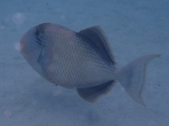 Pseudobalistes flavimarginatus