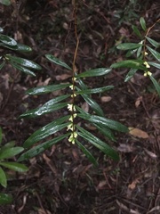Pimelea axiflora axiflora