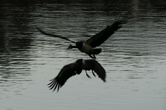 Anseranas semipalmata