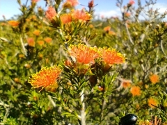 Myrtaceae