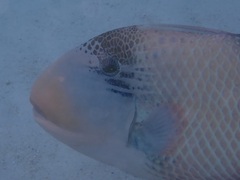 Pseudobalistes flavimarginatus