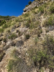 Macrochloa tenacissima