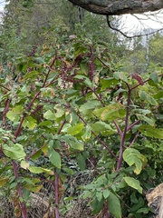 Phytolacca americana