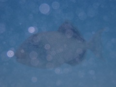 Pseudobalistes flavimarginatus