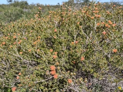 Myrtaceae
