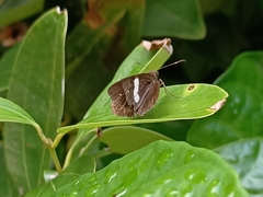 Notocrypta paralysos