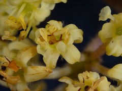 Pomaderris intermedia