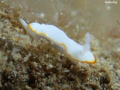 Goniobranchus verrieri