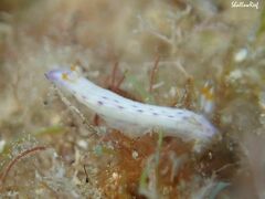 Hypselodoris bertschi