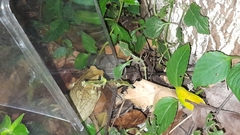 Trachycephalus vermiculatus