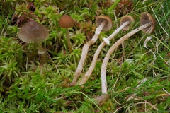 Psathyrella sphagnicola