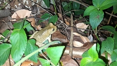 Trachycephalus vermiculatus