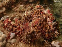 Antennarius commerson