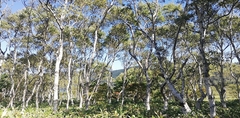 Betula platyphylla