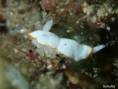 Goniobranchus verrieri