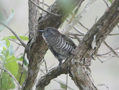 Chrysococcyx lucidus