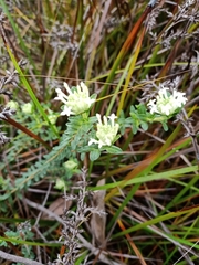 Pimelea humilis