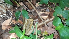 Trachycephalus vermiculatus