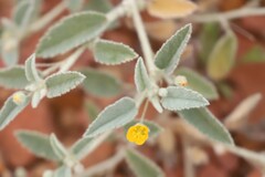 Sida fibulifera