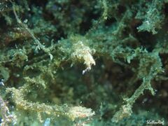 Lambrachaeus ramifer