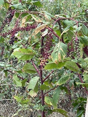 Phytolacca americana