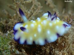 Goniobranchus vibratus