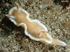 Glossodoris rufomarginata