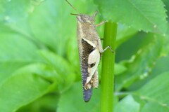 Diabolocatantops pinguis
