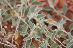 Sida fibulifera