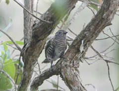 Chrysococcyx lucidus