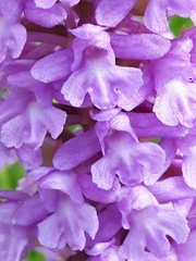 Gymnadenia densiflora