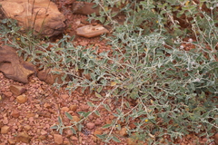 Sida fibulifera