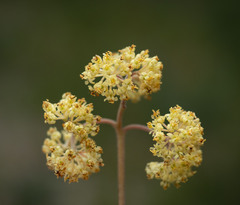 Pomaderris intermedia