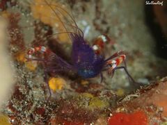 Stenopus tenuirostris