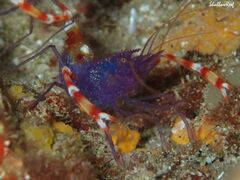 Stenopus tenuirostris
