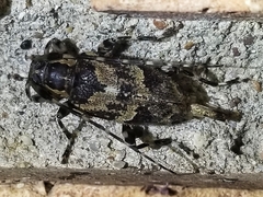 Graphisurus triangulifer