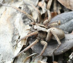 Alopecosa inquilina