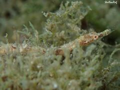 Halicampus edmondsoni