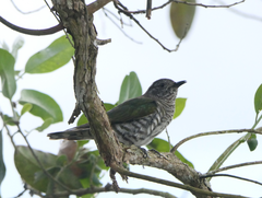 Chrysococcyx lucidus