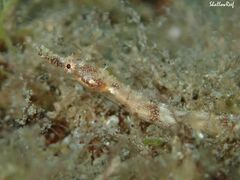 Halicampus edmondsoni