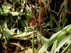 Neurothemis taiwanensis